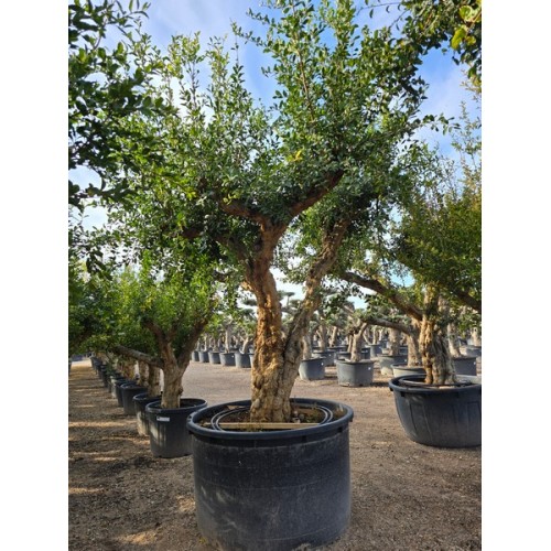Punica granatum Ejemplar CT Preguntar precio